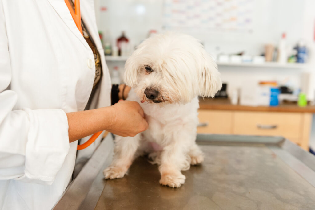 Hund wird von Tierärztin behandelt