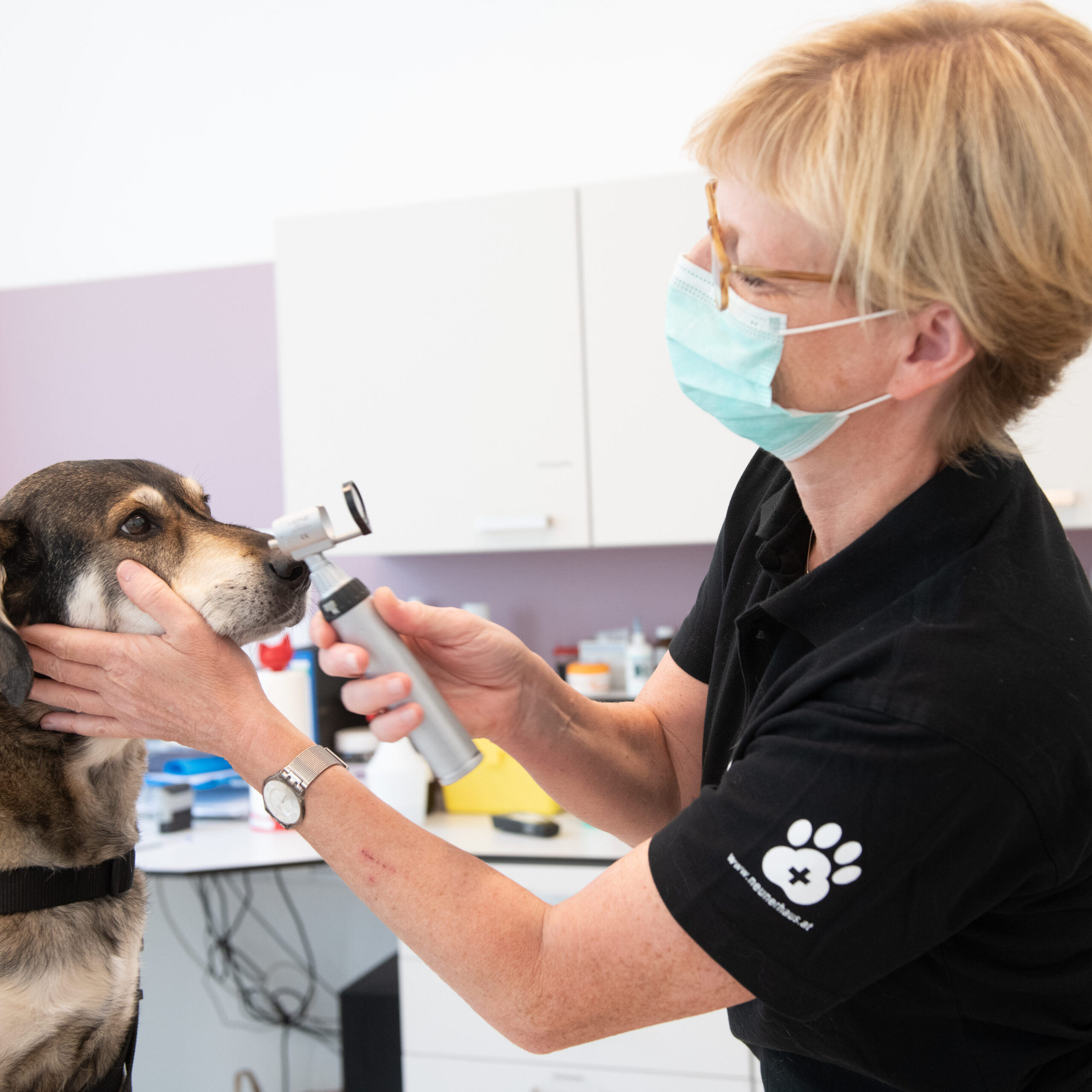Ein Hund wird von einer Tierärztin untersucht