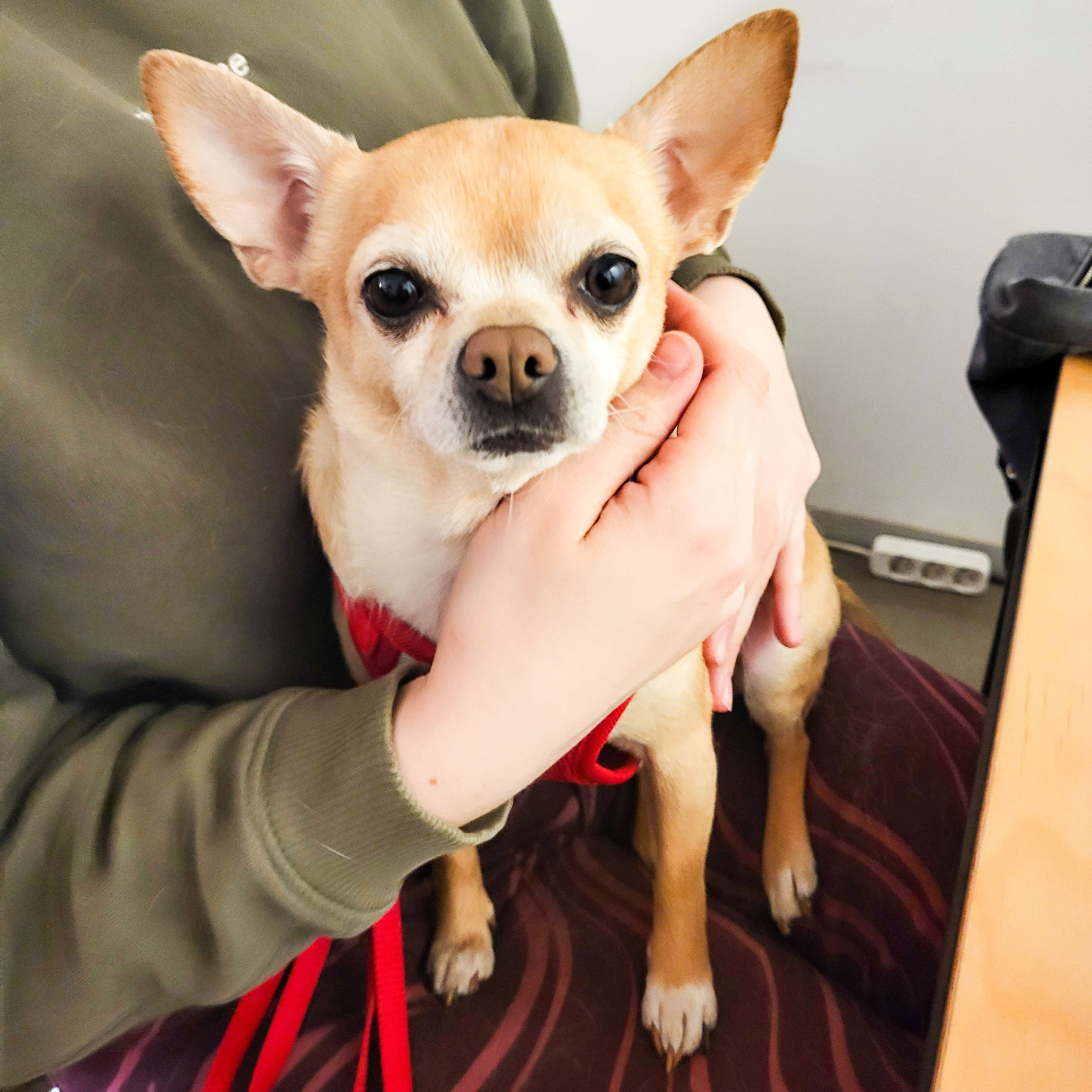 jung-und-wohnungslos-hund-mäx